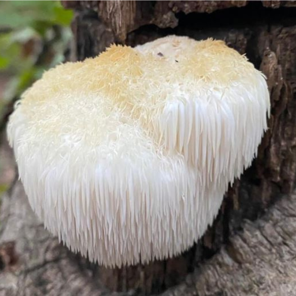 Lions' Mane Mushroom 100% Pure - 90 Caps