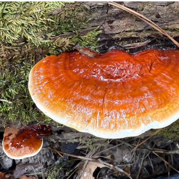 Reishi Mushroom 100% Pure - 60 Caps