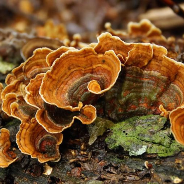 Turkey Tail Mushrooms 100% Pure - 60 Caps
