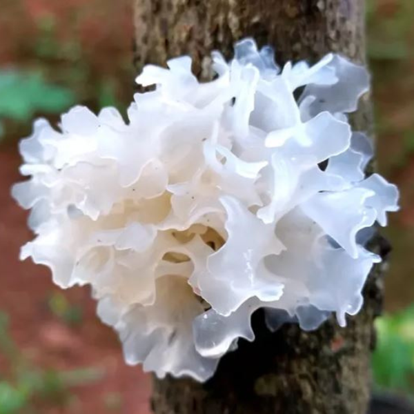 Tremella Snow Fungus 100% Pure - 60 Caps